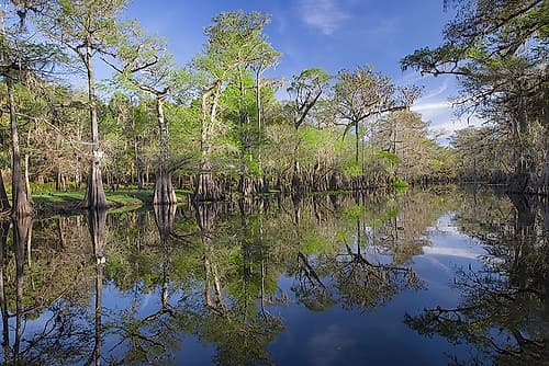 Early spring view of cypress trees reflecting on blackwater area of St Johns River-central Florida Coastal Print